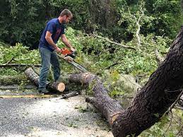 Best Tree Trimming and Pruning  in Hesston, KS